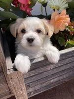 Carter, a male Bichon Frise and Shichon for sale in Spring Run, PA – 2 of 4