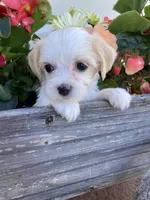 Ellie, a female Bichon Frise and Shichon for sale in Spring Run, PA – 2 of 2