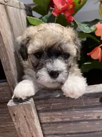 Niki, a female Bichon Frise and Shichon for sale in Spring Run, PA – 2 of 5