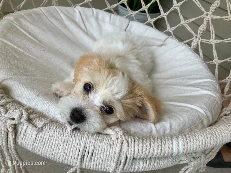 Willow – Bichon Frise, Shichon puppy for sale in Spring Run, PA