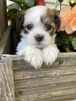 Theo, a male Bichon Frise and Shichon for sale in Spring Run, PA – 5 of 5