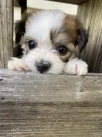 Theo, a male Bichon Frise and Shichon for sale in Spring Run, PA – 3 of 5