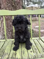 Missy, a female Miniature Aussiedoodle for sale in Goldsboro, NC – Photo 1 of 3