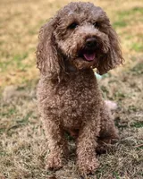 Missy, a female Miniature Aussiedoodle for sale in Goldsboro, NC – Photo 2 of 3
