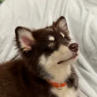 Puss N Boots, a male Alaskan Malamute for sale in Gaithersburg, MD – Photo 4 of 6