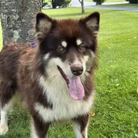 Puss N Boots, a male Alaskan Malamute for sale in Gaithersburg, MD – Photo 2 of 6