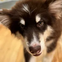Puss N Boots, a male Alaskan Malamute for sale in Gaithersburg, MD – Photo 5 of 6
