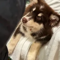 Puss N Boots, a male Alaskan Malamute for sale in Gaithersburg, MD – Photo 6 of 6