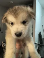 Mario, a male Alaskan Malamute for sale in Gaithersburg, MD – Photo 4 of 6