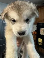 Mario, a male Alaskan Malamute for sale in Gaithersburg, MD – Photo 6 of 6