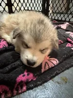 Mario, a male Alaskan Malamute for sale in Gaithersburg, MD – Photo 5 of 6