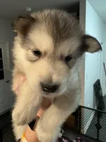 Toadette, a female Alaskan Malamute for sale in Gaithersburg, MD – Photo 4 of 4