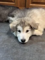 Toadette, a female Alaskan Malamute for sale in Gaithersburg, MD – Photo 1 of 4