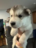 Toadette, a female Alaskan Malamute for sale in Gaithersburg, MD – Photo 3 of 4