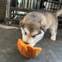 Mac, a male Alaskan Malamute for sale in Gaithersburg, MD – Photo 1 of 2