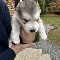 Mac, a male Alaskan Malamute for sale in Gaithersburg, MD – Photo 2 of 2