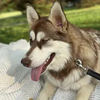 Daisy, a female Alaskan Malamute for sale in Gaithersburg, MD – Photo 1 of 4