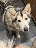 Mac, a male Alaskan Malamute for sale in Gaithersburg, MD – 3 of 3