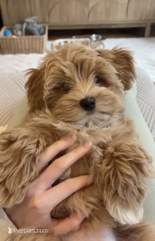 Mila – Maltipoo, Maltese puppy for sale in Jamaica, NY