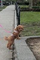 Mila, a female Maltipoo and Maltese for sale in Jamaica, NY – 3 of 4