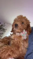 Mila, a female Maltipoo and Maltese for sale in Jamaica, NY – 2 of 4