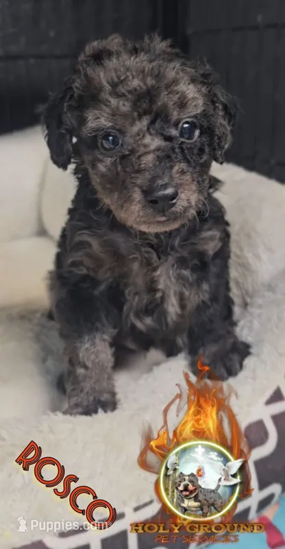 Rosco – Yorkipoo puppy for sale in Spring Hill, FL