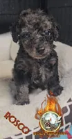 Rosco, a male Yorkipoo for sale in Spring Hill, FL – 1 of 6