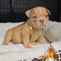 Star, a female American Bully for sale in Spring Hill, FL – Photo 5 of 6