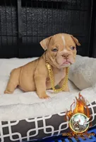 Star, a female American Bully for sale in Spring Hill, FL – Photo 8 of 10