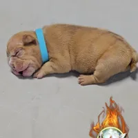 Star, a female American Bully for sale in Spring Hill, FL – Photo 6 of 6