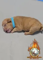 Star, a female American Bully for sale in Spring Hill, FL – Photo 10 of 10