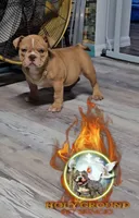 Star, a female American Bully for sale in Spring Hill, FL – Photo 1 of 10