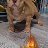 Star, a female American Bully for sale in Spring Hill, FL – Photo 4 of 6