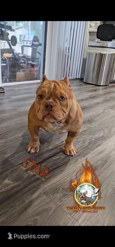 Star – American Bully puppy for sale in Spring Hill, FL