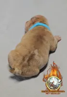 Star, a female American Bully for sale in Spring Hill, FL – Photo 9 of 10