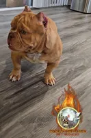 Star, a female American Bully for sale in Spring Hill, FL – Photo 2 of 6