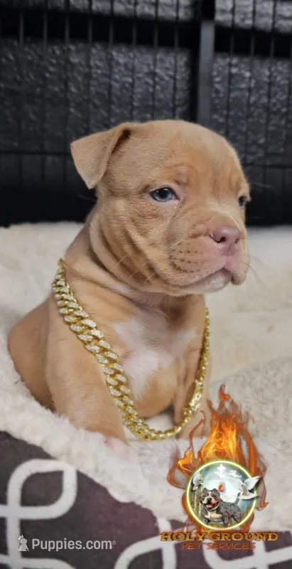 Leo – American Bully puppy for sale in Spring Hill, FL