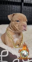 Leo, a male American Bully for sale in Spring Hill, FL – 1 of 4