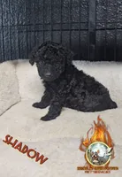 Shadow, a female Yorkipoo for sale in Spring Hill, FL – 5 of 6