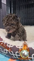 Gizmo, a male Yorkipoo for sale in Spring Hill, FL – 5 of 6