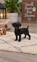 Blossom, a female Yorkipoo for sale in Spring Hill, FL – 3 of 9
