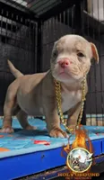 Prince, a male American Bully for sale in Spring Hill, FL – 3 of 4