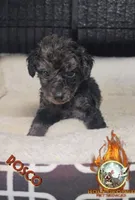 Rosco, a male Yorkipoo for sale in Spring Hill, FL – 5 of 6