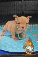 Mya, a female American Bully for sale in Spring Hill, FL – Photo 5 of 6