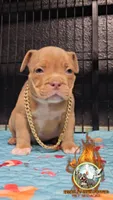 Leo, a male American Bully for sale in Spring Hill, FL – 4 of 4