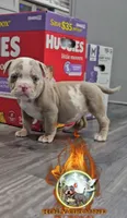Prince, a male American Bully for sale in Spring Hill, FL – 4 of 4