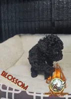 Blossom, a female Yorkipoo for sale in Spring Hill, FL – 5 of 6