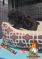 Blossom, a female Yorkipoo for sale in Spring Hill, FL – 3 of 6