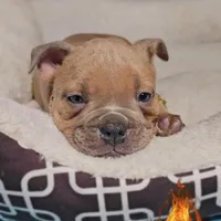 Saint , a male American Bully for sale in Spring Hill, FL – Photo 7 of 10