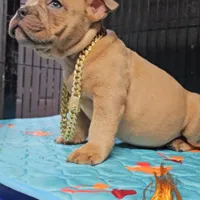 Saint , a male American Bully for sale in Spring Hill, FL – Photo 9 of 10